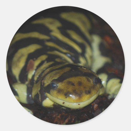 タイガサンショウウオ ラウンドシール (正面)