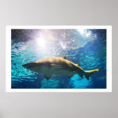 タイガザメ ポスター (正面)