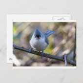 タイガシラ ポストカード (正面/裏面)