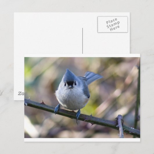 タイガシラ ポストカード (正面/裏面)