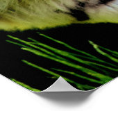 タイガーが近づく – 野生動物のアートワーク ポスター (角)