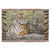 タイガーとブッダ