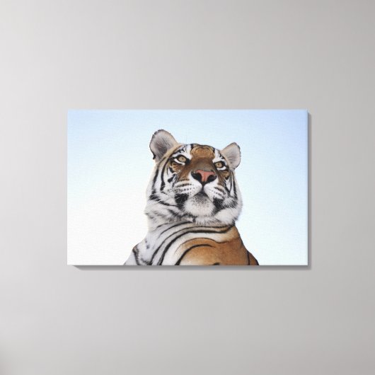 タイガーの低角度ビュー(Panthera tigris) キャンバスプリント (正面)