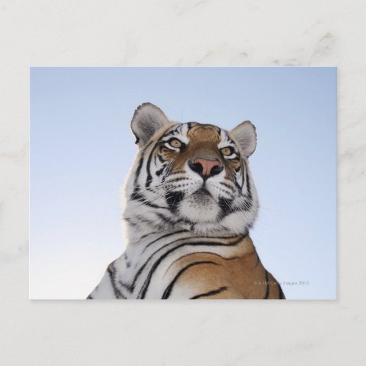 タイガーの低角度ビュー(Panthera tigris) ポストカード (正面)
