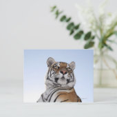 タイガーの低角度ビュー(Panthera tigris) ポストカード (スタンド正面)