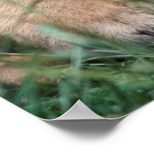 タイガーの子 ポスター (角)