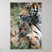 タイガーの子 ポスター (正面)