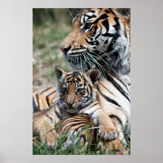 タイガーの子 ポスター (正面)