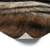 タイガーの子 ポスター (角)