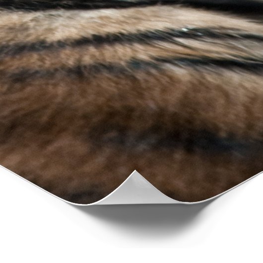 タイガーの子 ポスター (角)