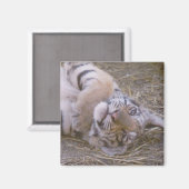 タイガーの子 マグネット (正面/裏面)