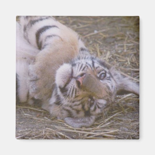 タイガーの子 マグネット (正面)