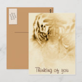 ，タイガーの愛_ ポストカード (正面/裏面)