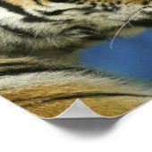 タイガーの横の写真を閉じる ポスター (角)