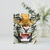 タイガーの目 ポストカード (スタンド正面)