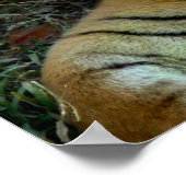 タイガーの見かわいらした ポスター (角)