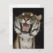 タイガーの轟音2 ポストカード (正面/裏面)