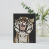 タイガーの轟音2 ポストカード (スタンド正面)