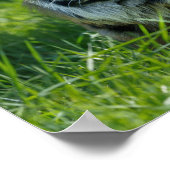 タイガーの轟音 ポスター (角)