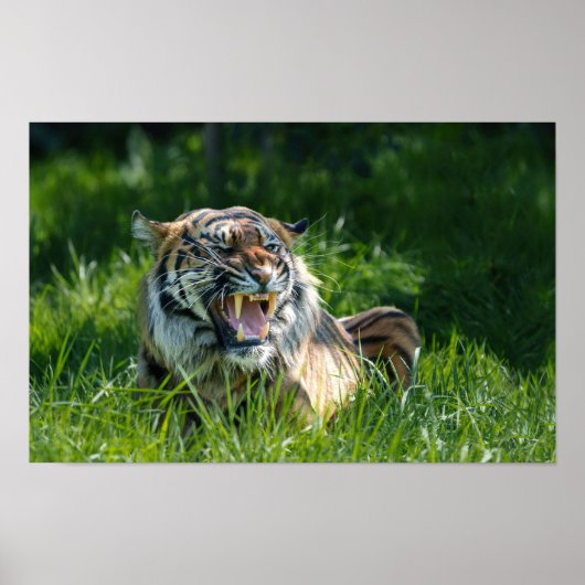 タイガーの轟音 ポスター (正面)