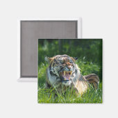 タイガーの轟音 マグネット (正面/裏面)