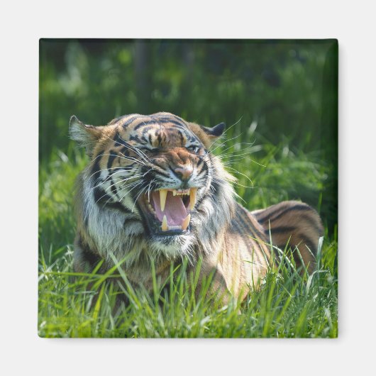 タイガーの轟音 マグネット (正面)