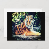 タイガーはがき ポストカード (正面/裏面)