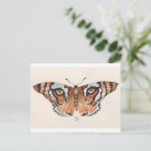 タイガーアイチョウ ポストカード (スタンド正面)