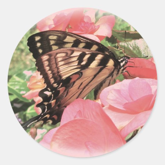 タイガーアゲハチョウシール ラウンドシール (正面)