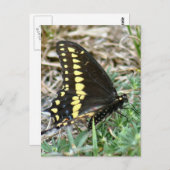 タイガーアゲハチョウバタフライフォトポストカード ポストカード (正面/裏面)