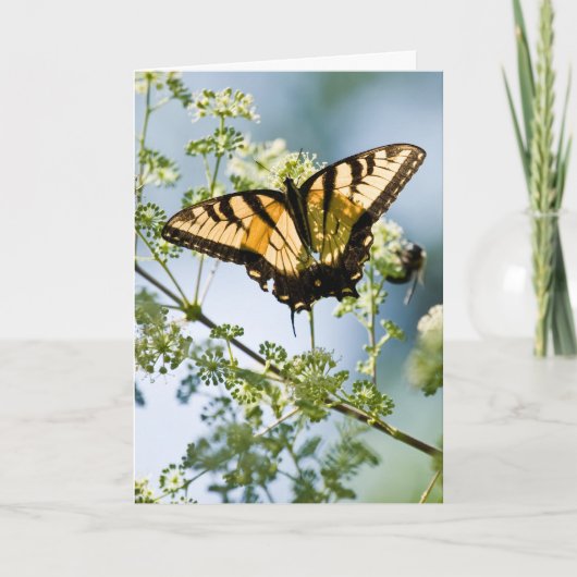 タイガーアゲハチョウマザーズデイカード カード (正面)