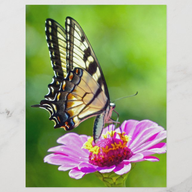 タイガーアゲハチョウ蝶 (正面)