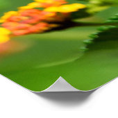 タイガーアゲハチョウ蝶 ポスター (角)