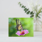 タイガーアゲハチョウ蝶 ポストカード (スタンド正面)