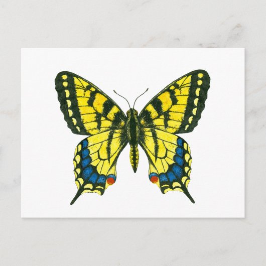 タイガーアゲハチョウ蝶 ポストカード (正面)