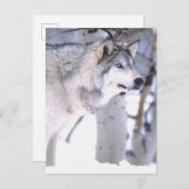 タイガーウルフ、Canis lupus、映画の動物（ユタ州） ポストカード (正面/裏面)