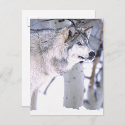 タイガーウルフ、Canis lupus、映画の動物（ユタ州） ポストカード (正面/裏面)