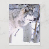 タイガーウルフ、Canis lupus、映画の動物（ユタ州） ポストカード (正面)