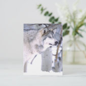 タイガーウルフ、Canis lupus、映画の動物（ユタ州） ポストカード (スタンド正面)