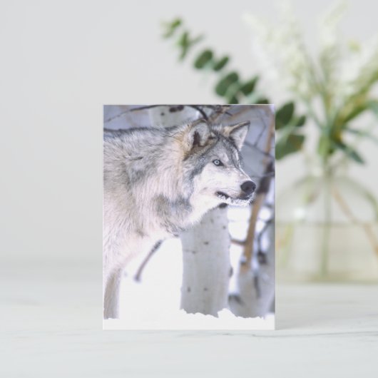 タイガーウルフ、Canis lupus、映画の動物（ユタ州） ポストカード (スタンド正面)