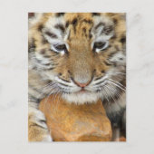 タイガーカッブ葉書 ポストカード (正面)