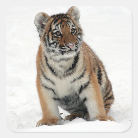 タイガーカッブ スクエアシール (正面)