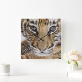 タイガーカッブ スクエア壁時計 (ホーム)