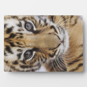 タイガーカッブ フォトプラーク (正面)