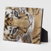 タイガーカッブ フォトプラーク (側面)