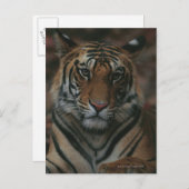 タイガーカッブ ポストカード (正面/裏面)