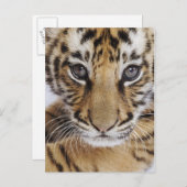 タイガーカッブ ポストカード (正面/裏面)