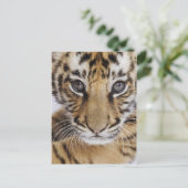 タイガーカッブ ポストカード (スタンド正面)