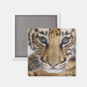 タイガーカッブ マグネット (正面/裏面)