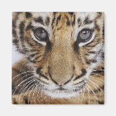 タイガーカッブ マグネット (正面)